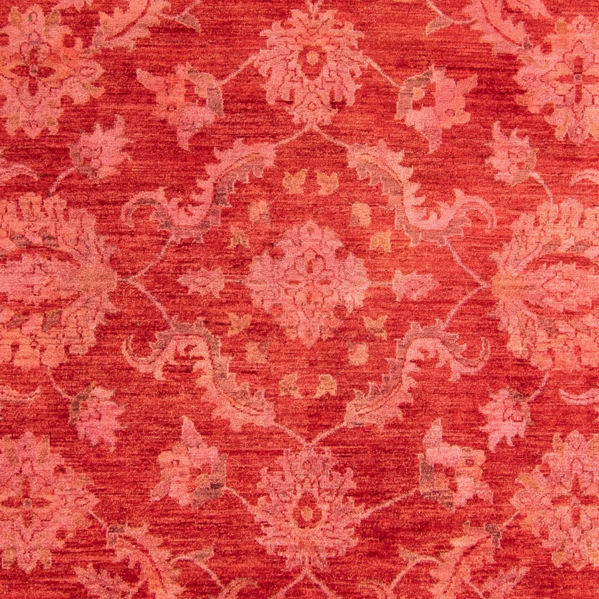 Ziegler Rug - 350 x 222 cm - light red