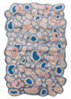 Designer Rug 270x180cm - Designerteppich