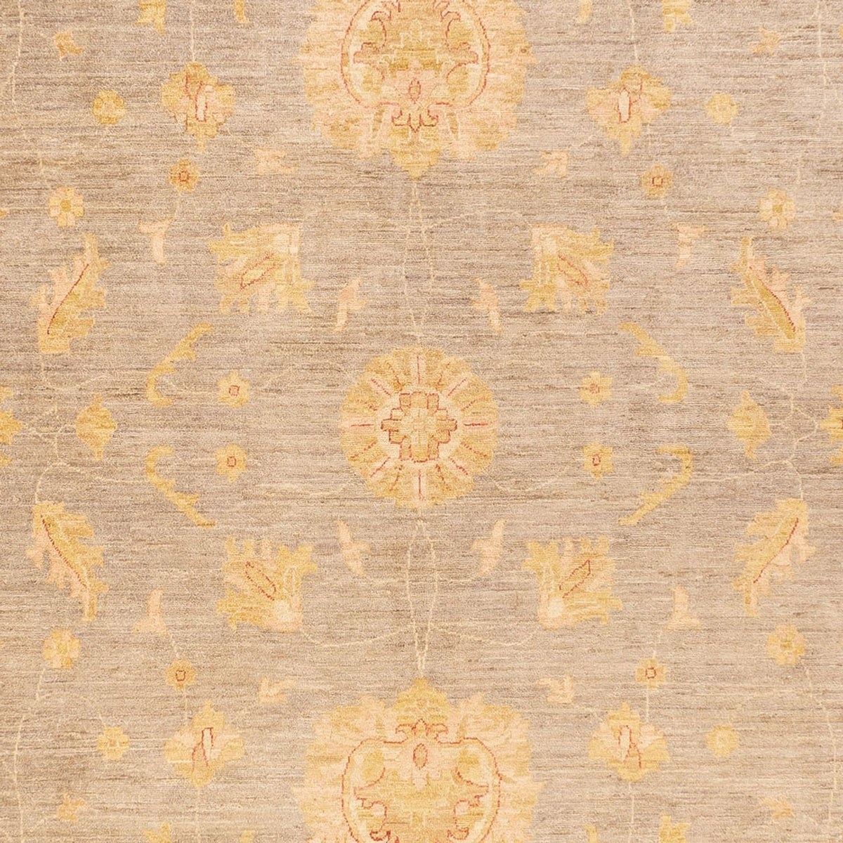 Ziegler Rug - 397 x 304 cm - dark beige