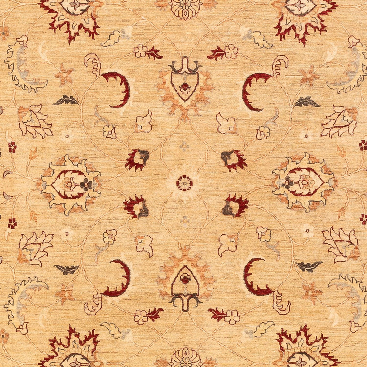 Ziegler Rug - 383 x 271 cm - beige
