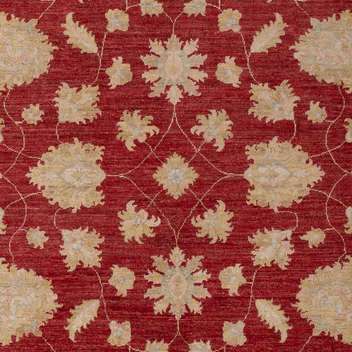 Ziegler Rug - 299 x 206 cm - dark red