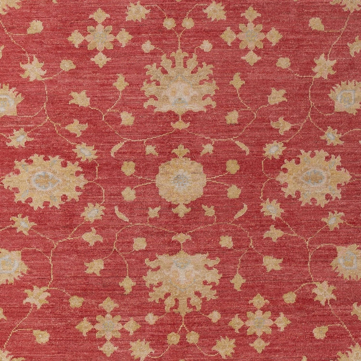 Ziegler Rug - 296 x 203 cm - dark red
