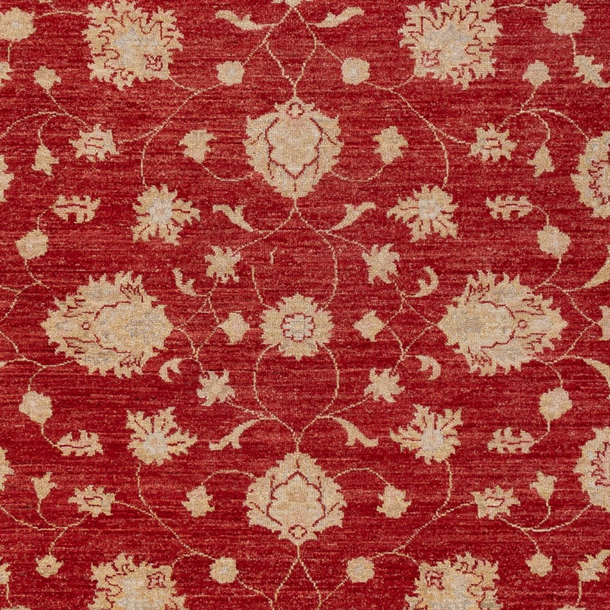 Ziegler Rug - 298 x 210 cm - red