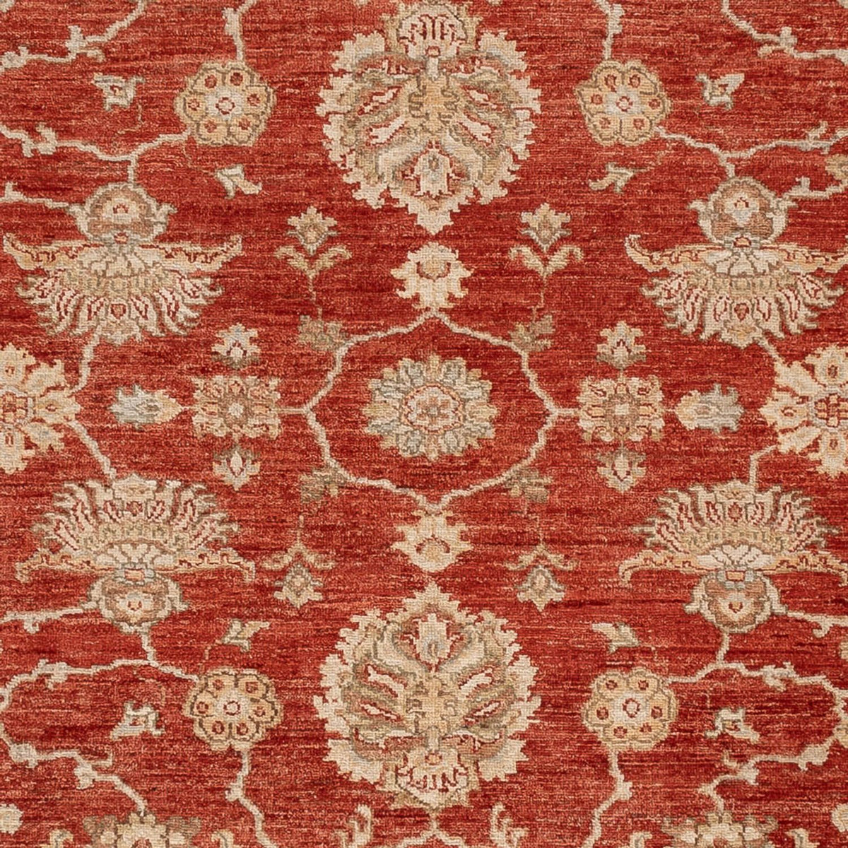 Ziegler Rug - 298 x 256 cm - red