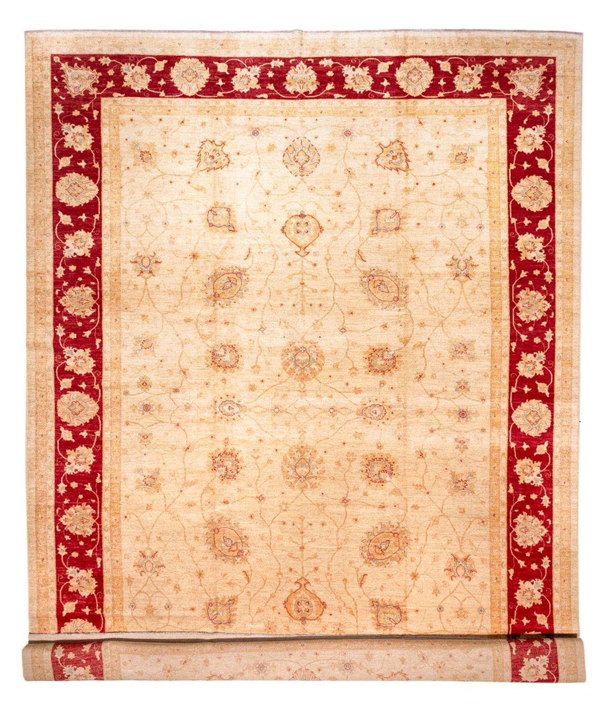 Ziegler Rug - 584 x 394 cm - beige