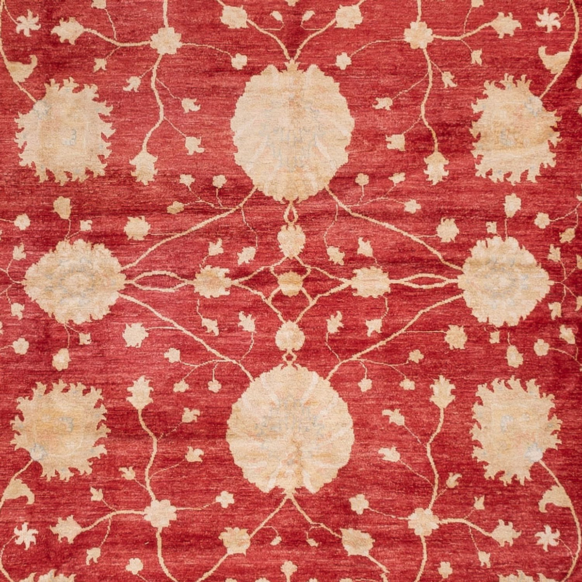 Ziegler Rug - 521 x 400 cm - beige