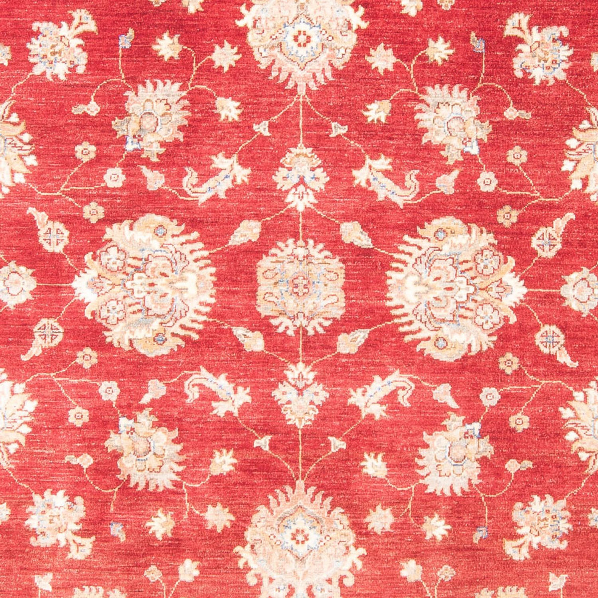 Ziegler Rug - 258 x 182 cm - red