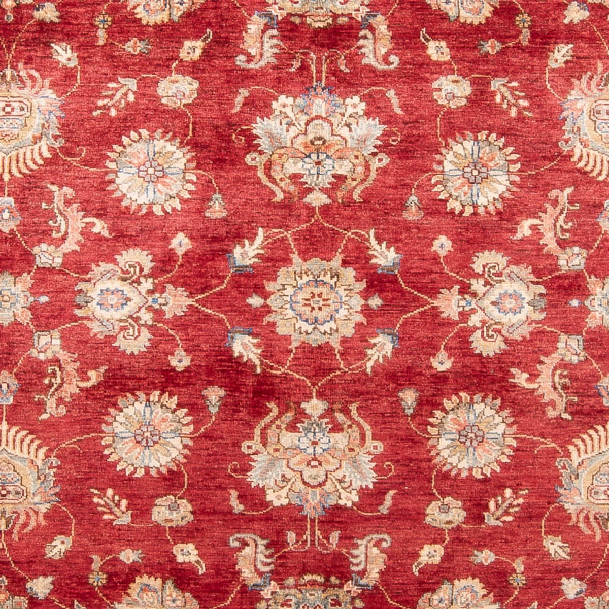 Ziegler Rug - 298 x 209 cm - red