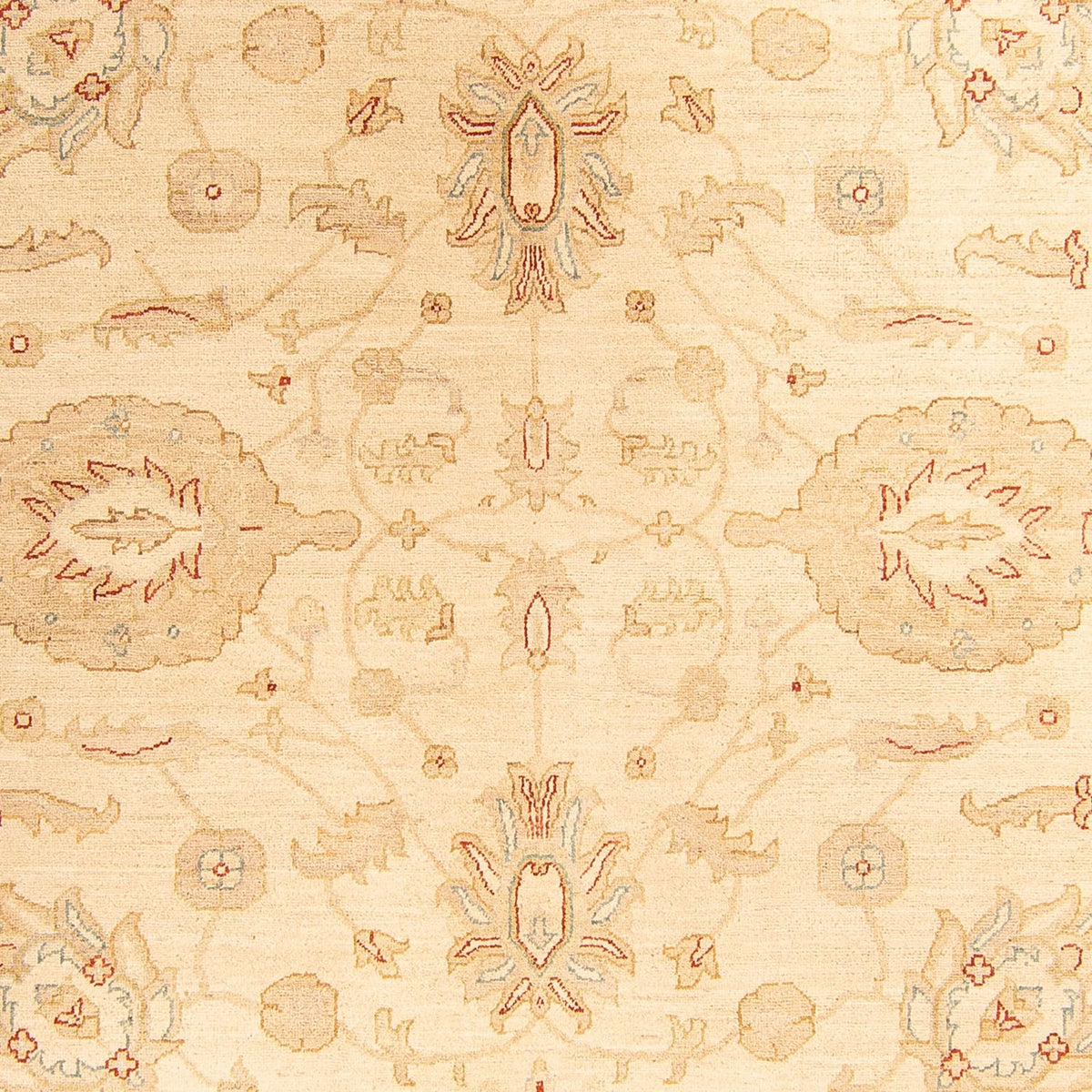 Ziegler Rug - 307 x 212 cm - beige