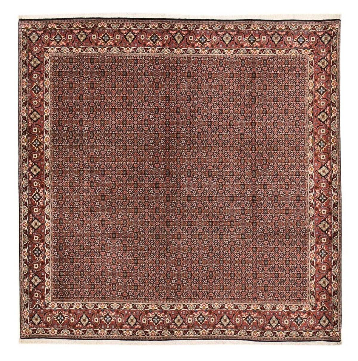 Perser Rug - Bidjar square  - 303 x 293 cm - rust