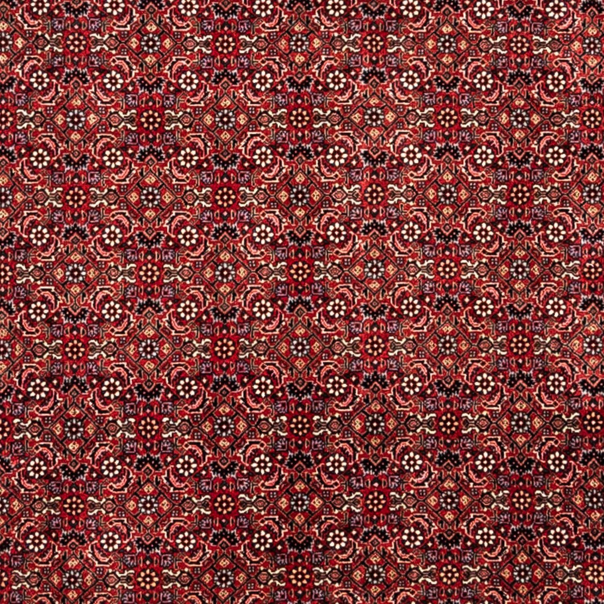 Perser Rug - Bidjar - 350 x 252 cm - red