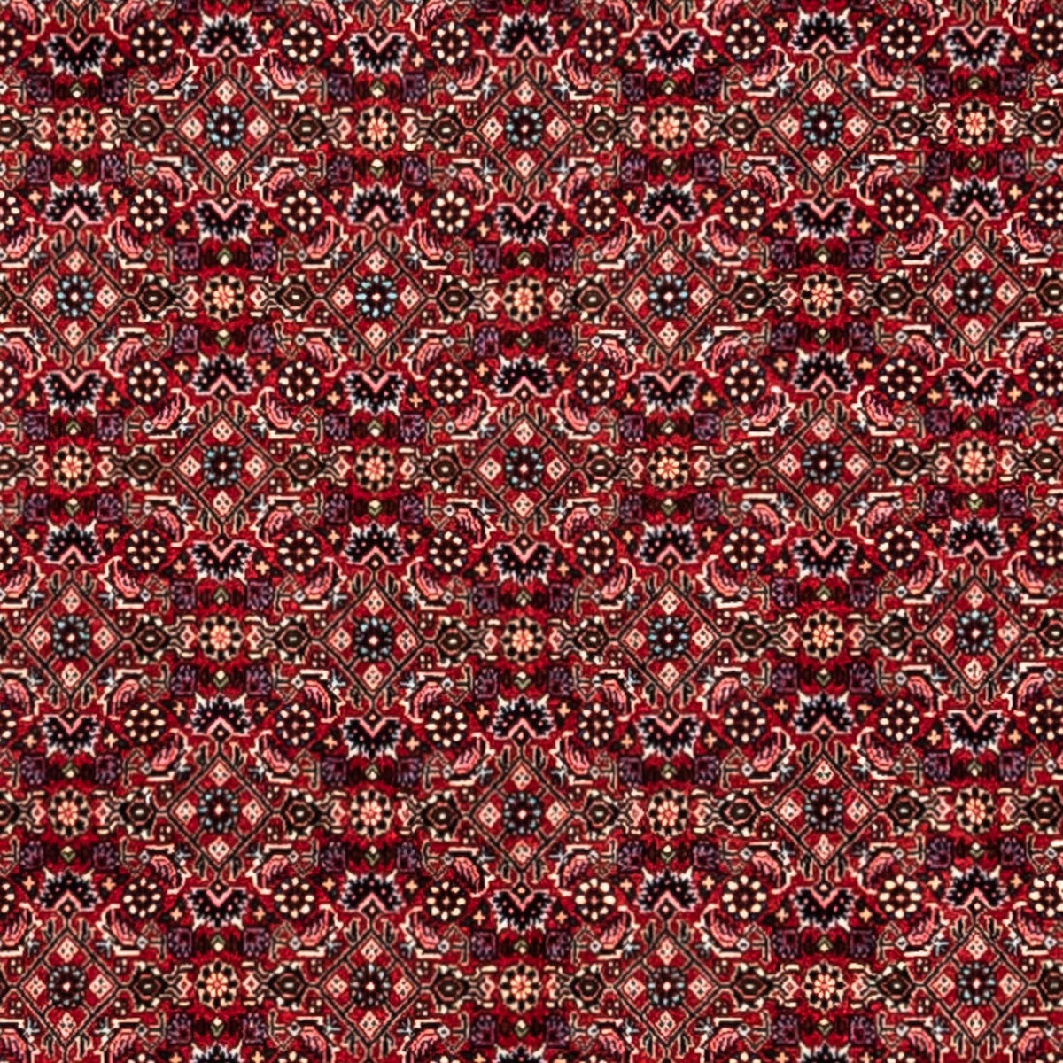 Perser Rug - Bidjar - 337 x 252 cm - red