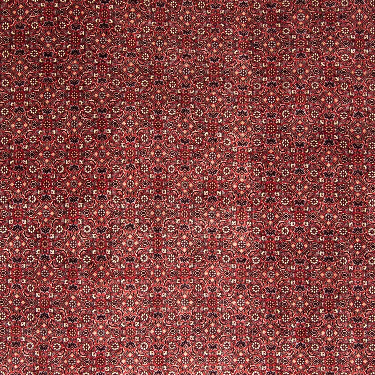 Perser Rug - Bidjar - 338 x 258 cm - red