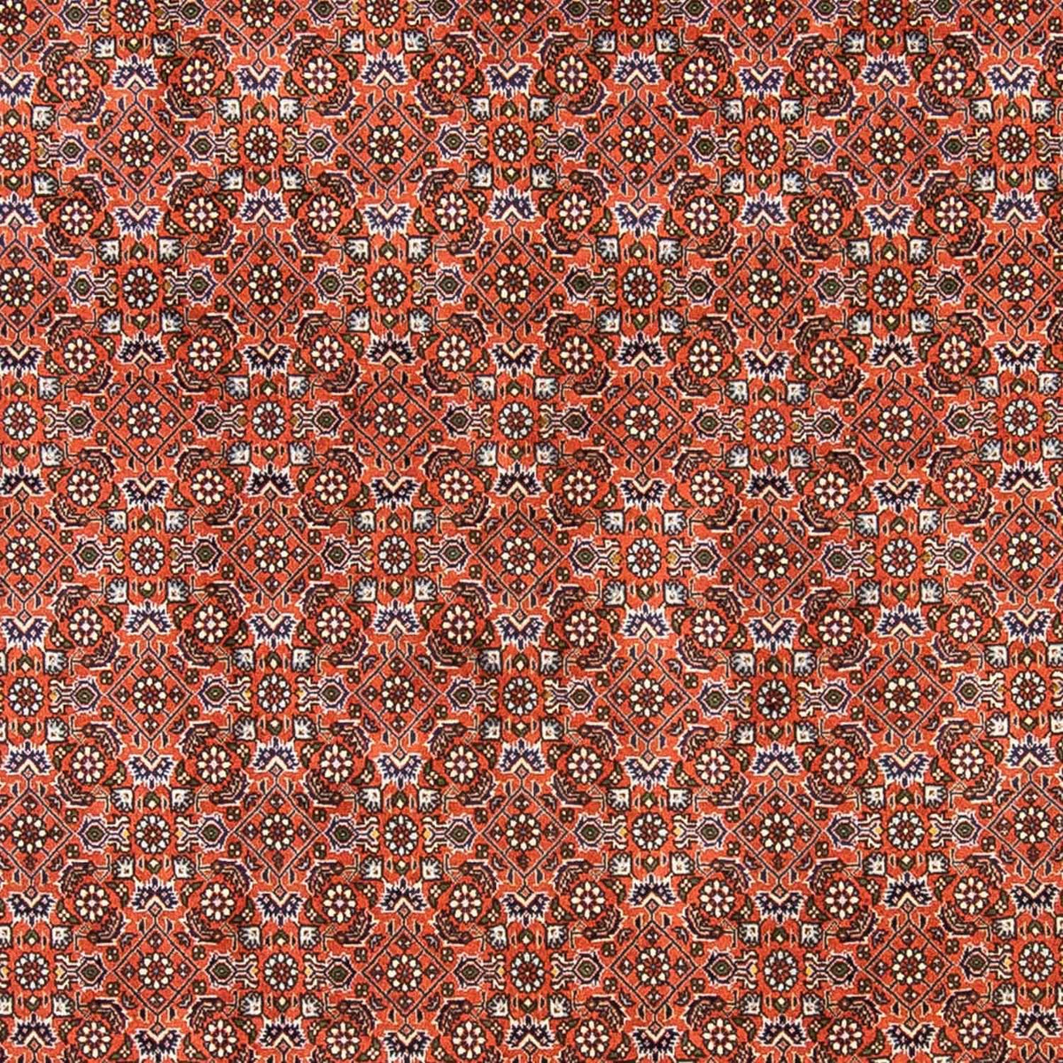 Perser Rug - Bidjar - 237 x 168 cm - light red