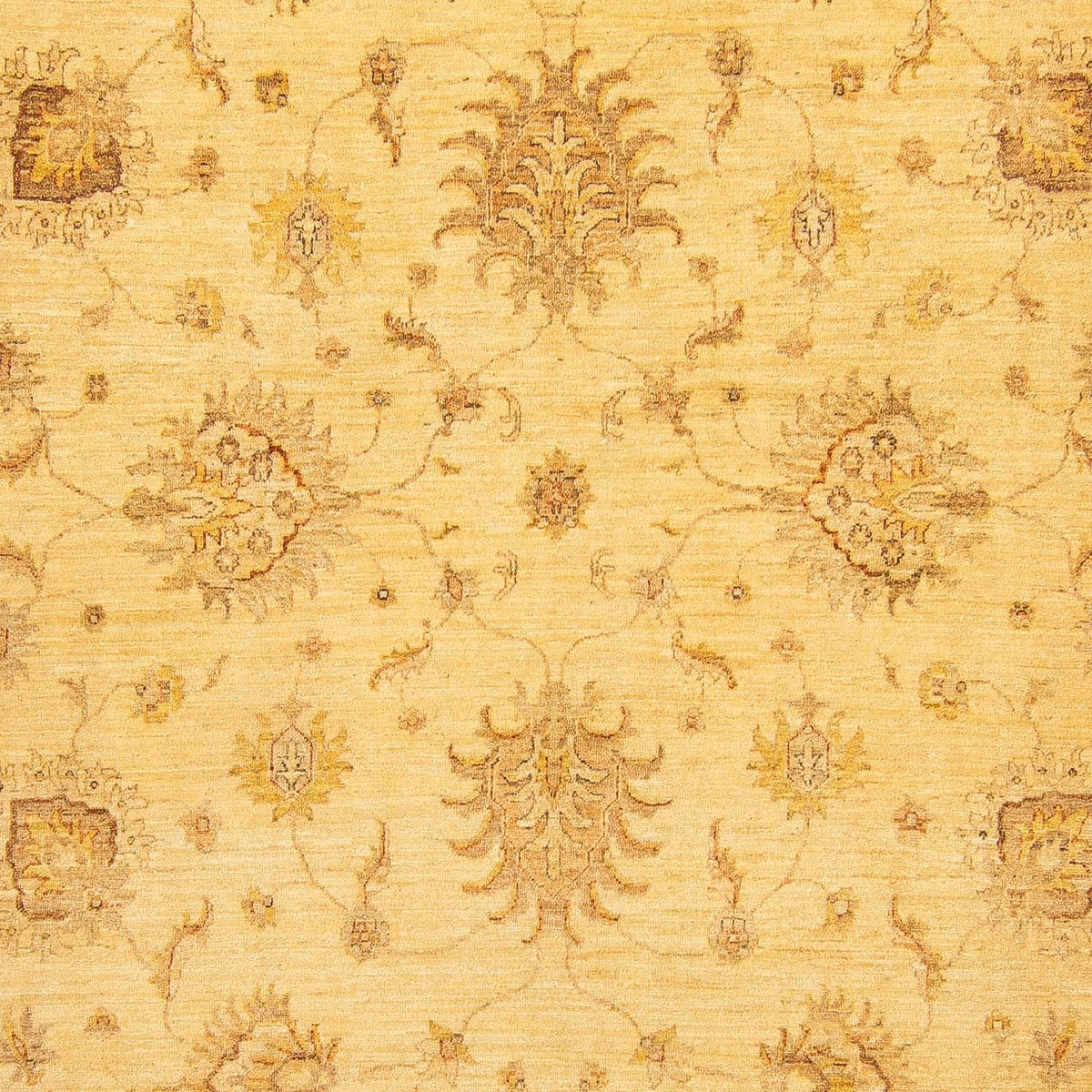 Ziegler Rug - 368 x 254 cm - beige