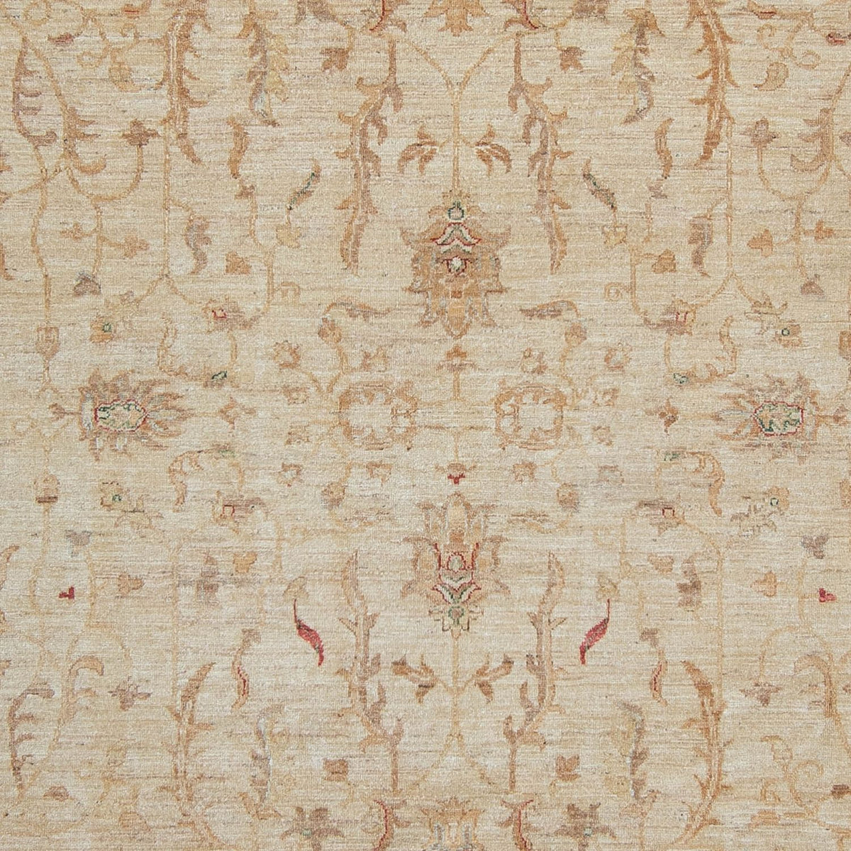 Ziegler Rug - 347 x 245 cm - light beige