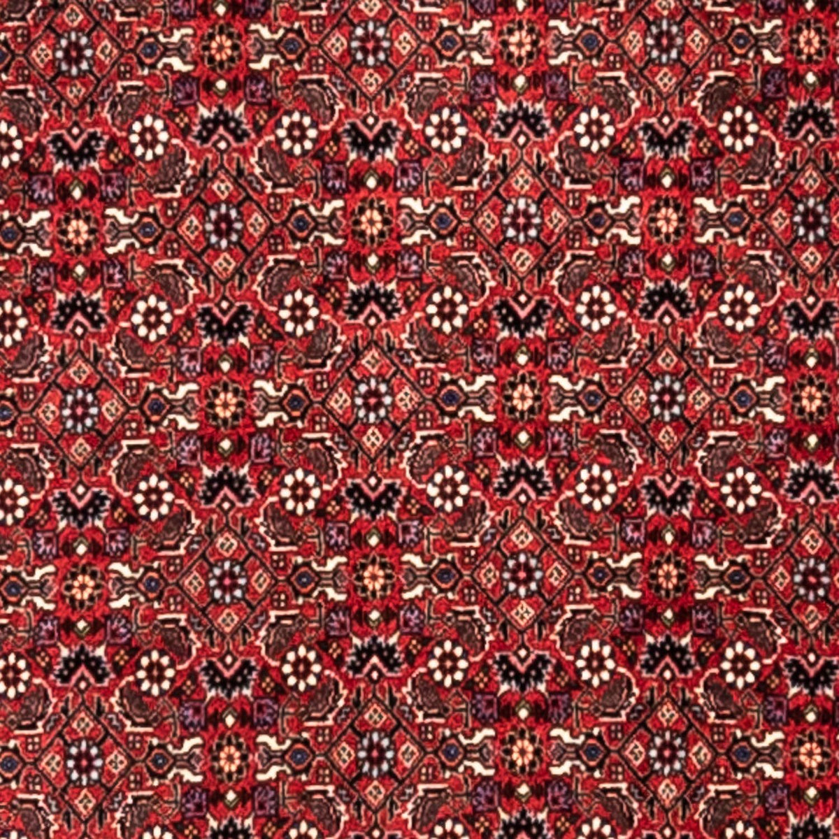 Perser Rug - Bidjar - 345 x 253 cm - red