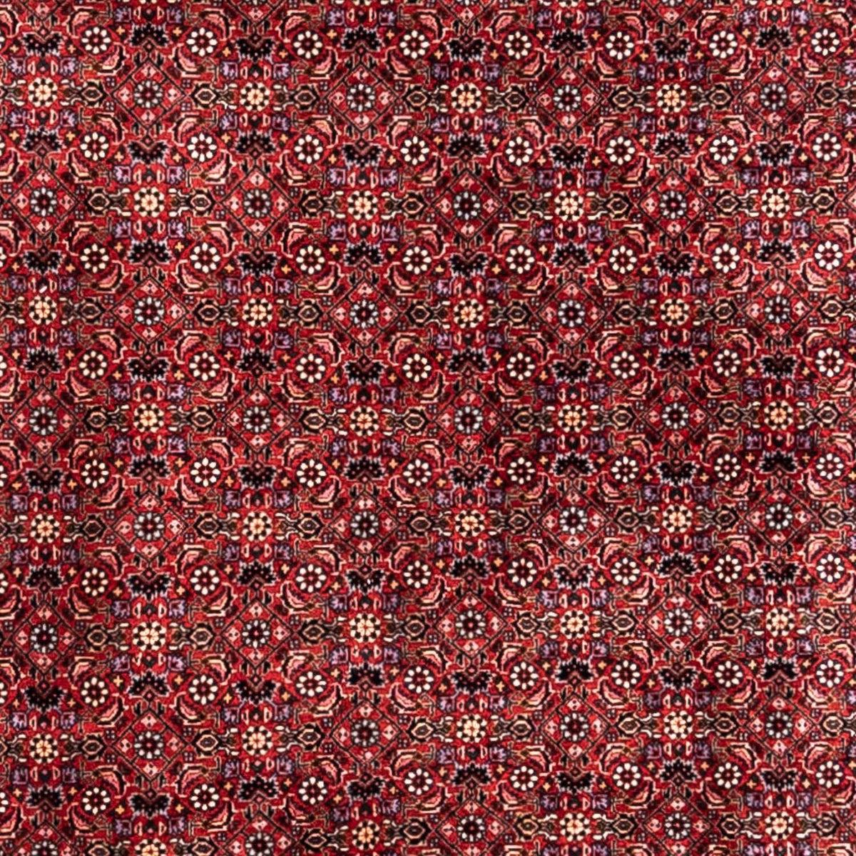 Perser Rug - Bidjar - 338 x 250 cm - red