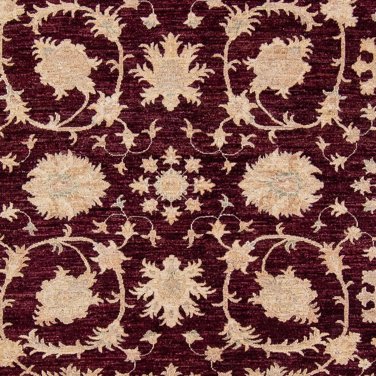 Ziegler Rug - 345 x 249 cm - dark red