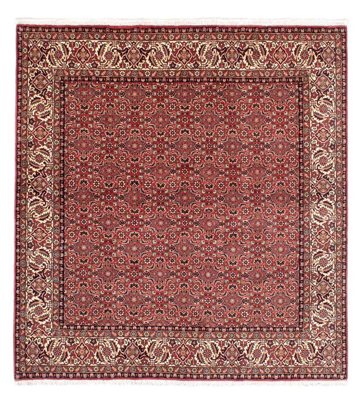 Perser Rug - Bidjar square  - 208 x 200 cm - light red