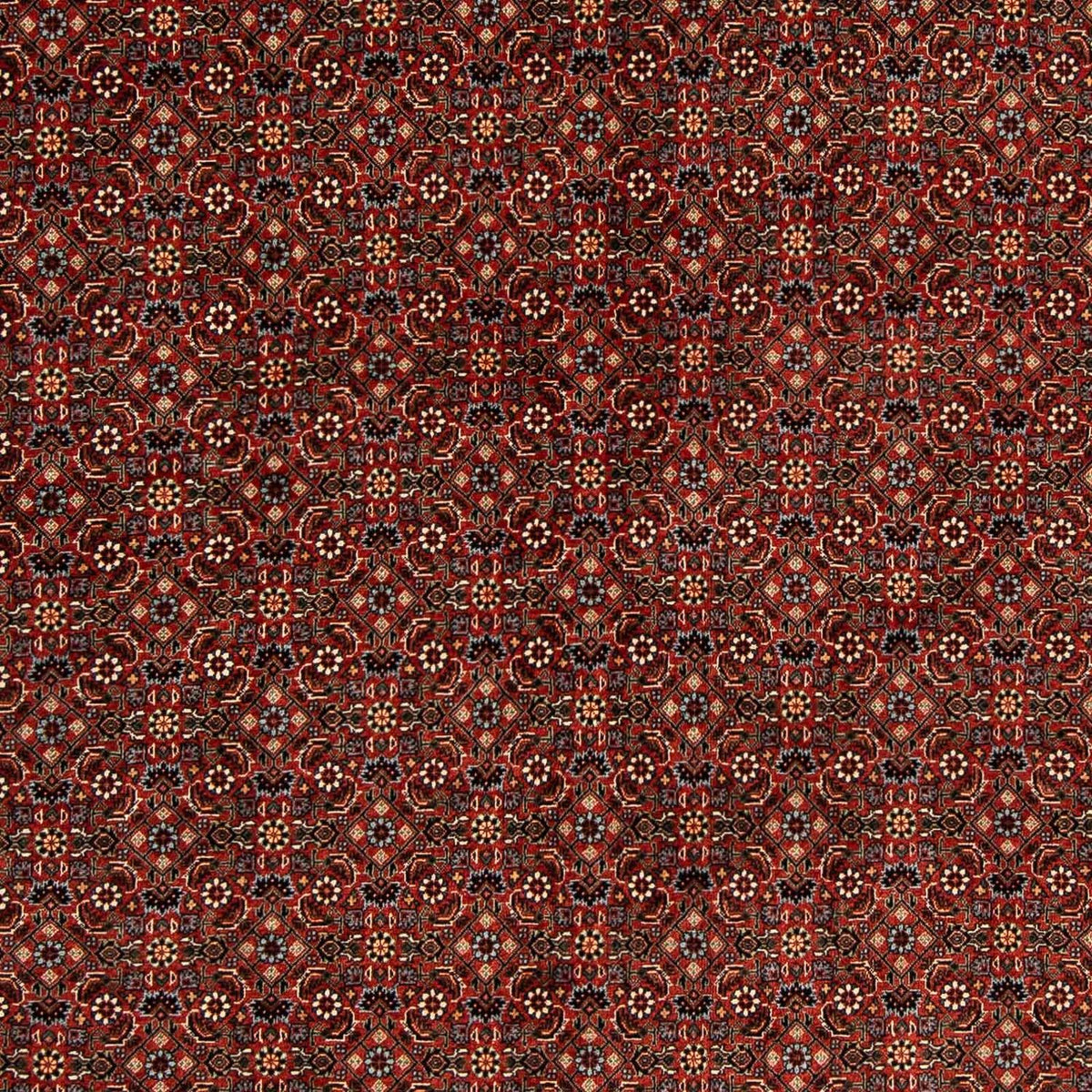 Perser Rug - Bidjar square  - 203 x 197 cm - dark red