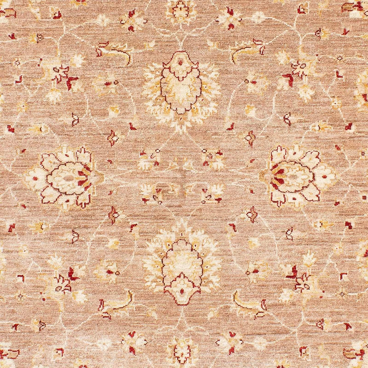 Ziegler Rug - 245 x 171 cm - beige